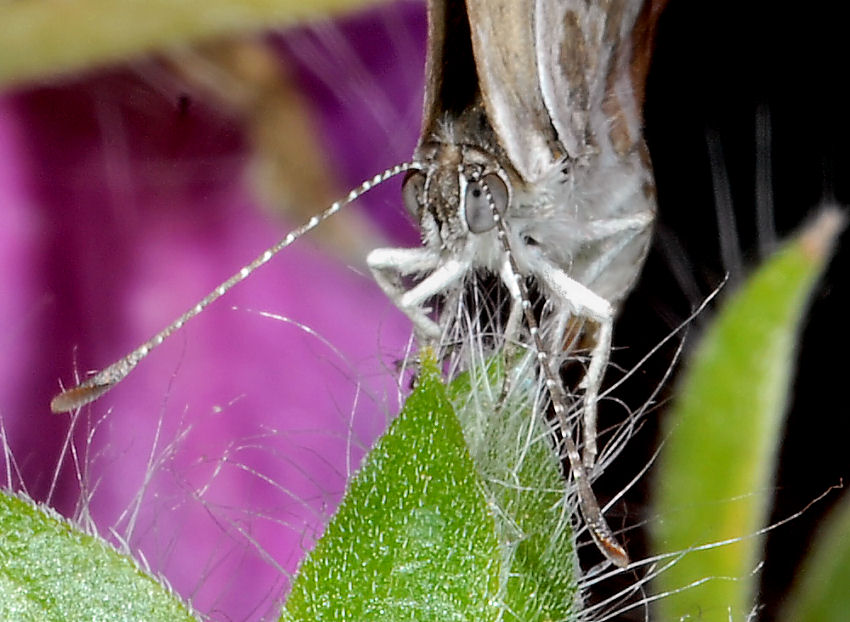 E'' tornata Cacy!